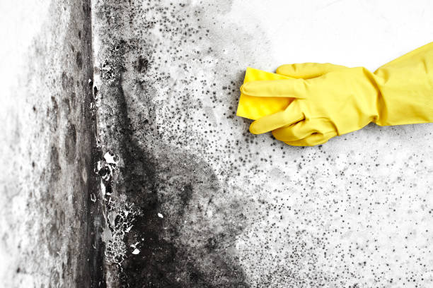 Best Home Mold Removal  in Harkers Island, NC