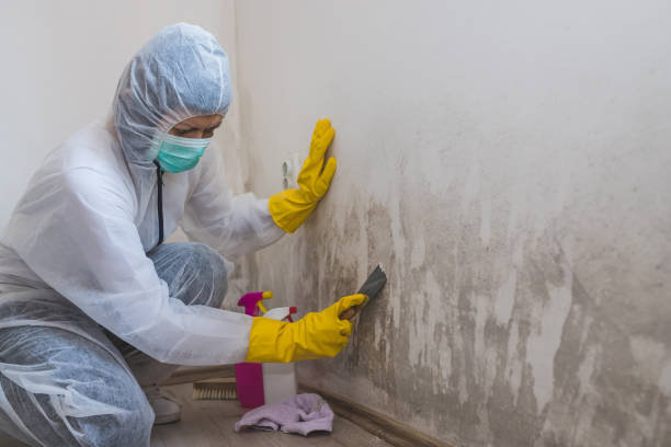 Best Local Mold Removal Service  in Harkers Island, NC