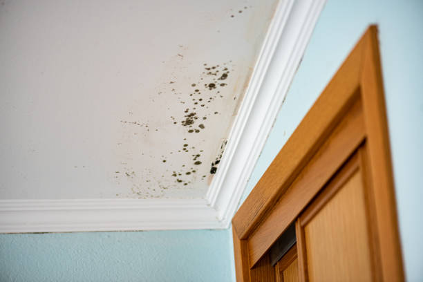 Best Commercial Mold Removal  in Harkers Island, NC