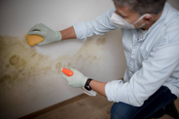 Mold Removal and Inspection in Harkers Island, NC