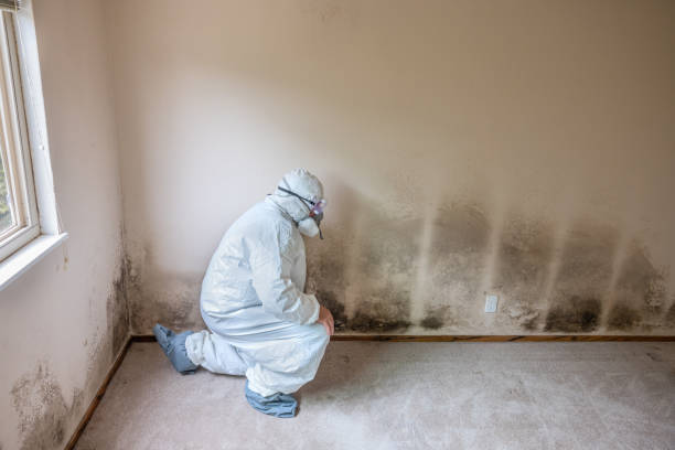 Best Mold Remediation Experts  in Harkers Island, NC