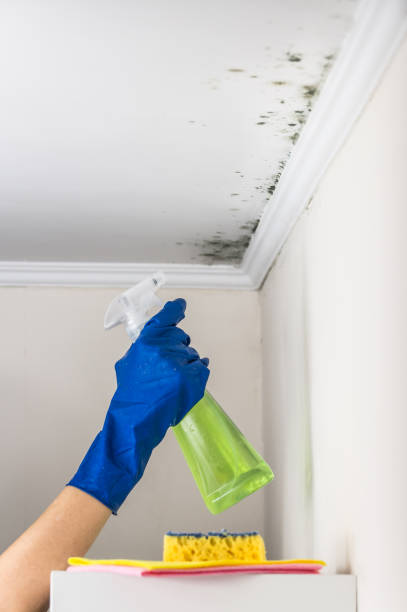 Best Professional Mold Removal  in Harkers Island, NC